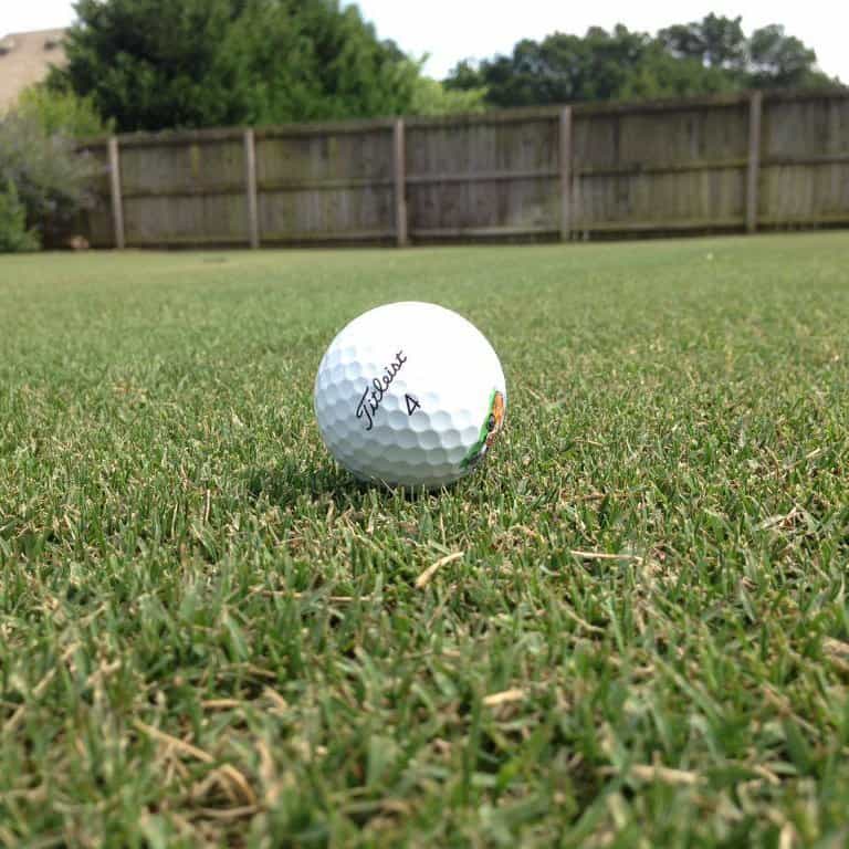 Bermuda Tifsport Turfgrass Variety