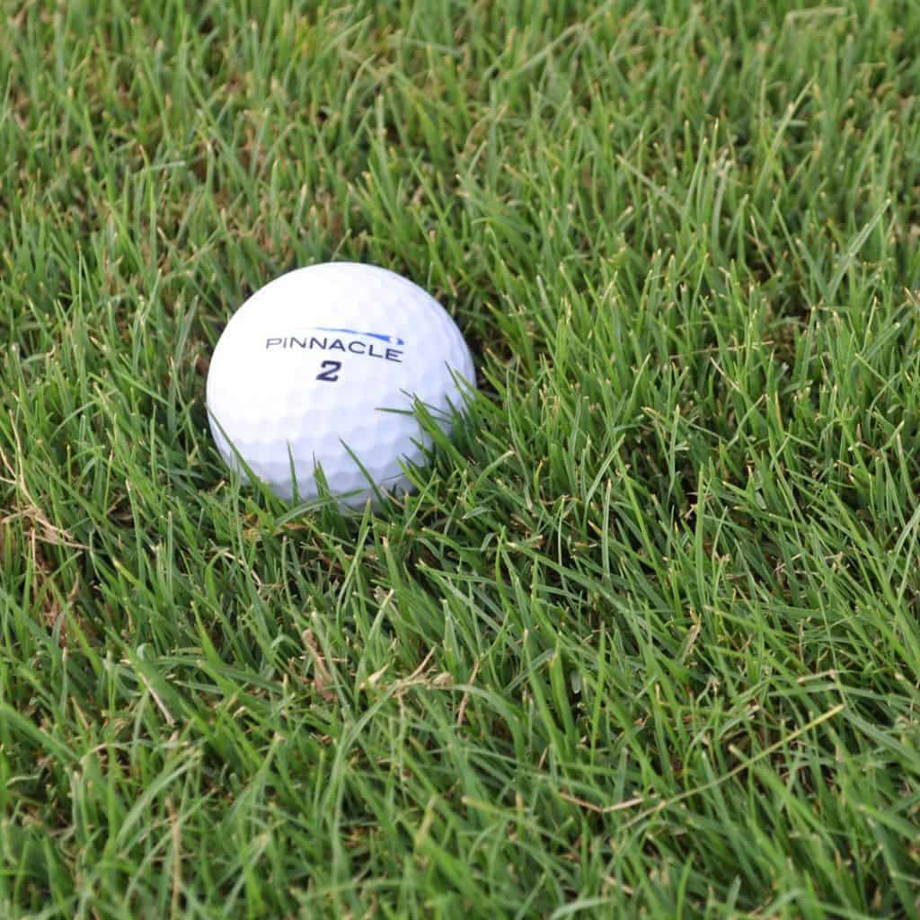 Bermuda Tifway 419 Turfgrass Variety