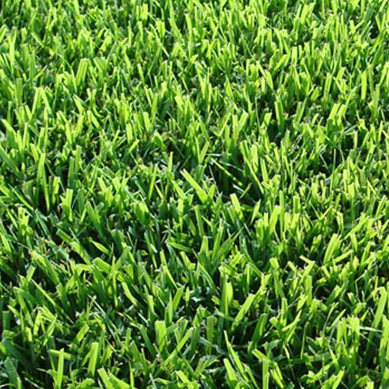 Zoysia Cavalier Variety