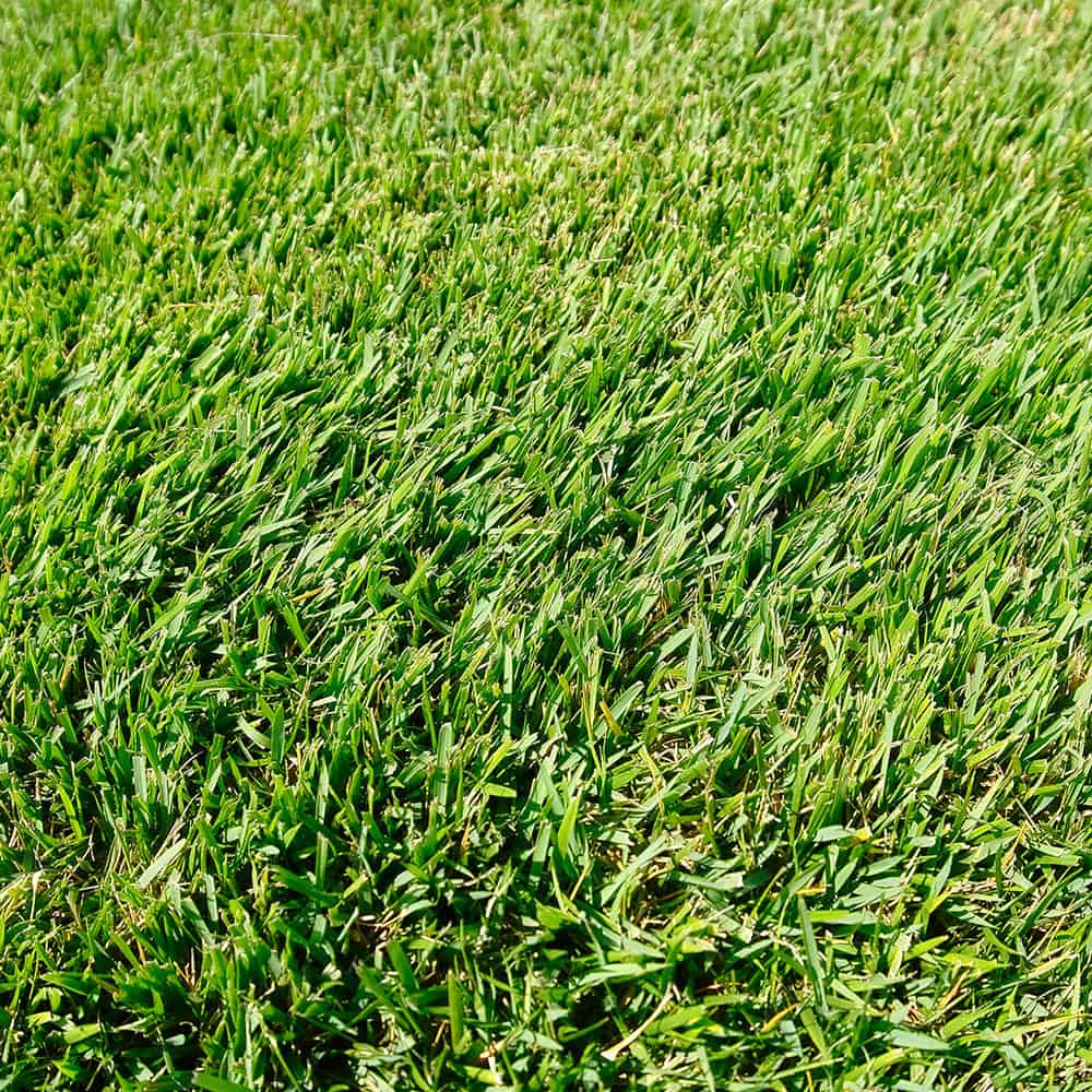 Zoysia Emerald Variety