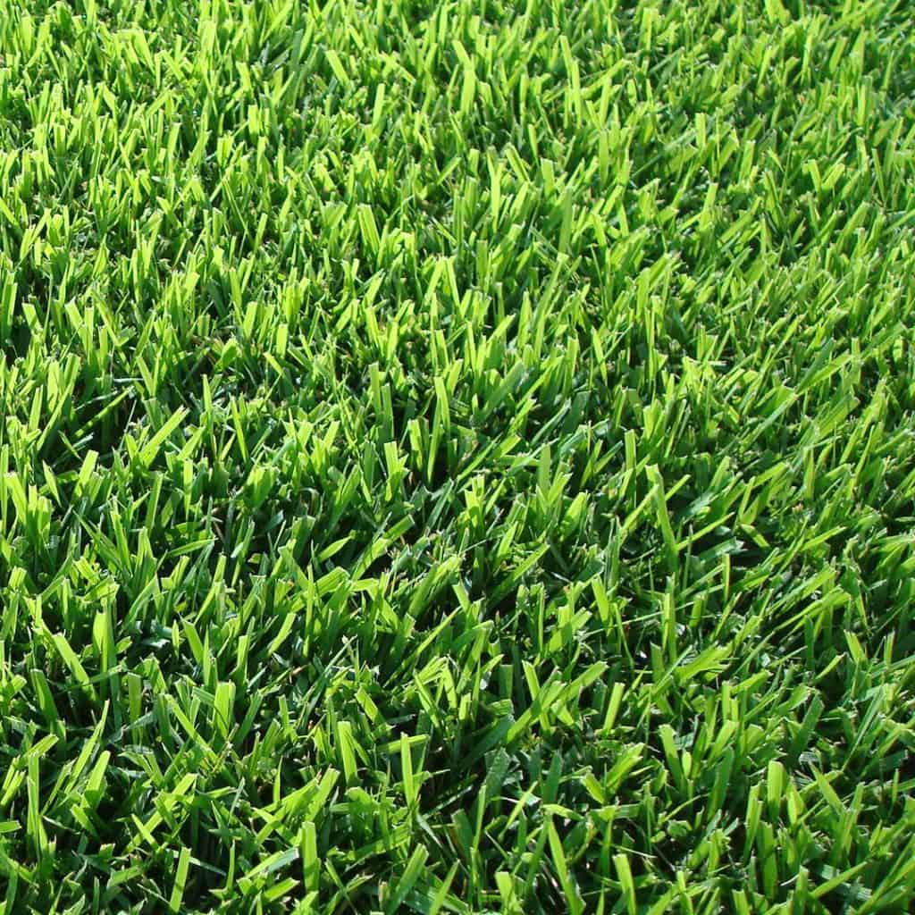 Zoysia Palisades Variety