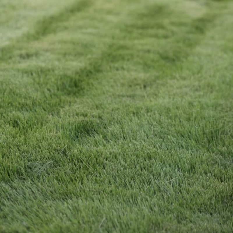 Zoysia Zorro Sod Installed