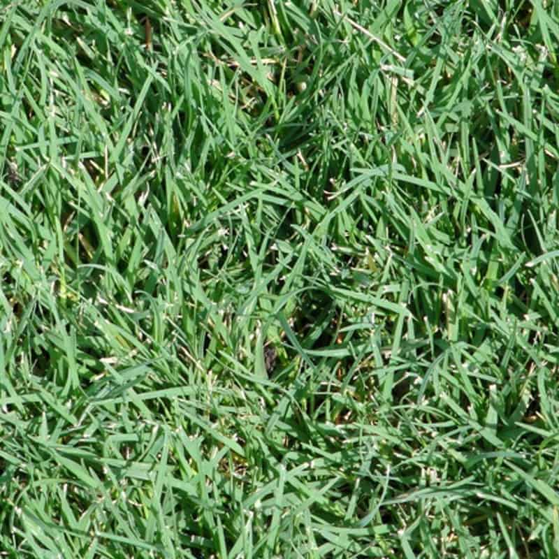 Bermuda Celebration Turfgrass Variety