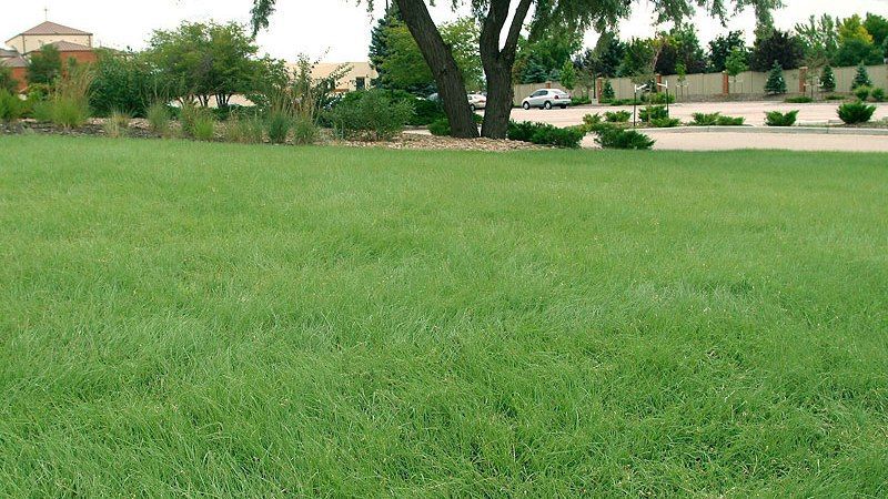 A Yard with Bufflalo Grass Installed