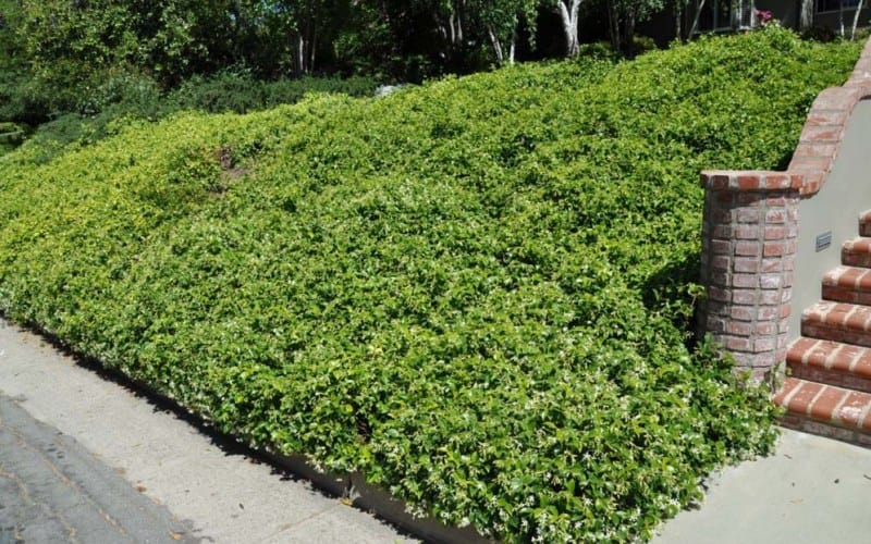 Drought Tolerant Confederate Jasmine used in Landscaping Garden Beds