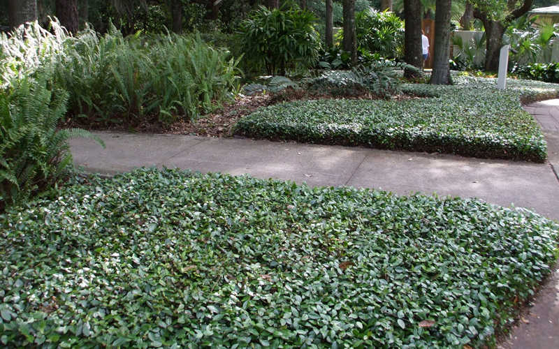 Perennial Ground Cover Installed