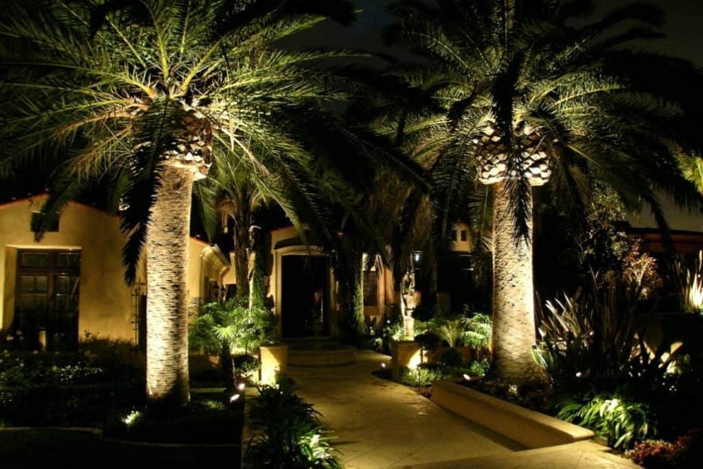 Palm Tree Low Voltage Lighting Installed in San Antonio