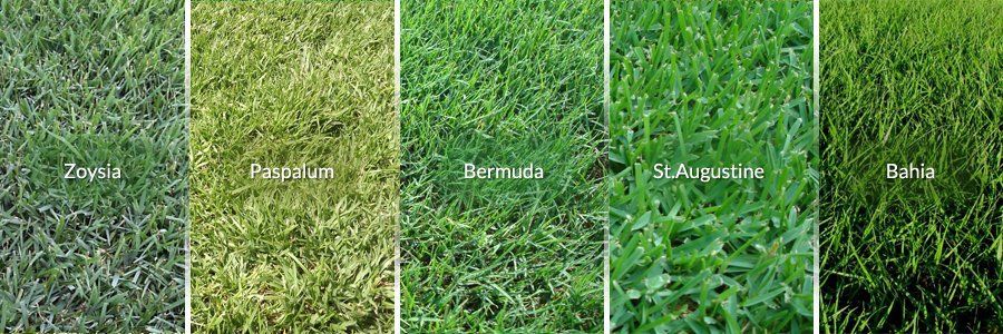 Grass Type Comparison - Bermuda, St Augustine, Zoysia ...