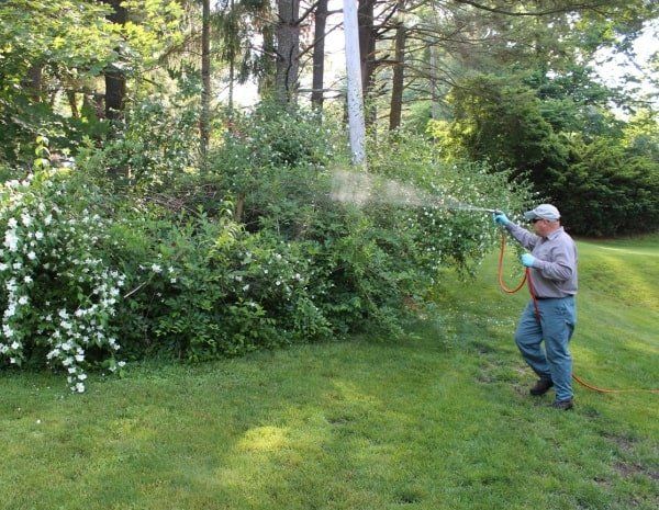Landscape Spraying Insect Control