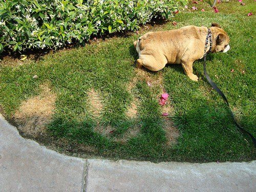Dog Urinating on Lawn - San Antonio