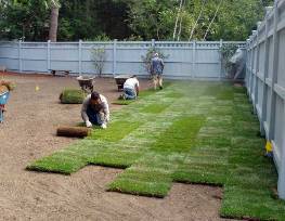 Grass Installers laying down sod in backyard