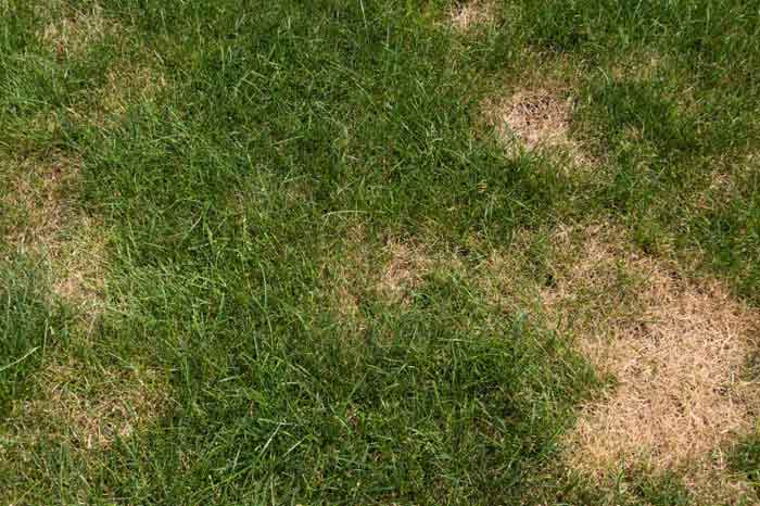 Dry Patches & Circles in a San Antonio Lawn