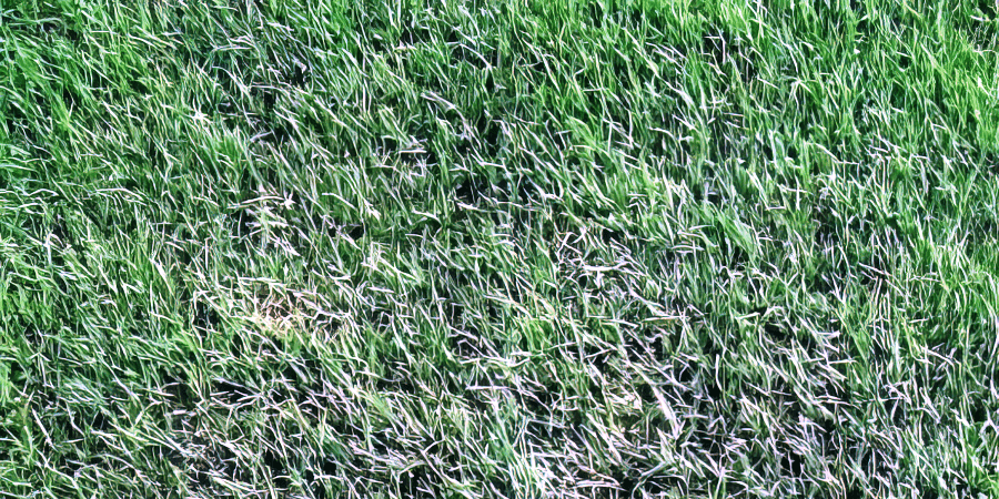 what is the best sod