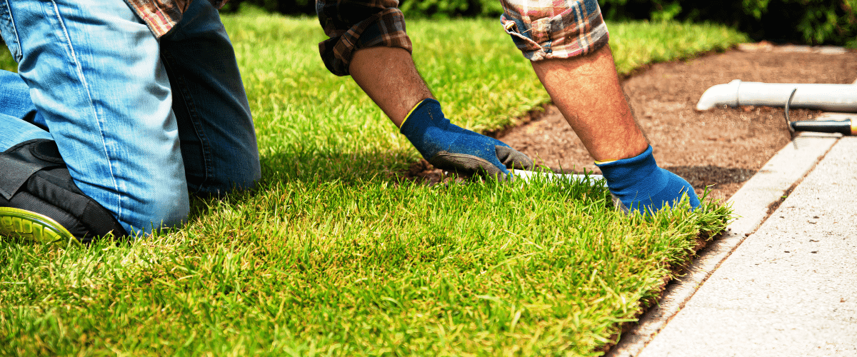 Landscaping installer placing a piece of sod down for a new lawn.