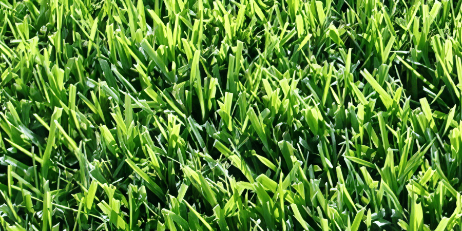 what is the best sod