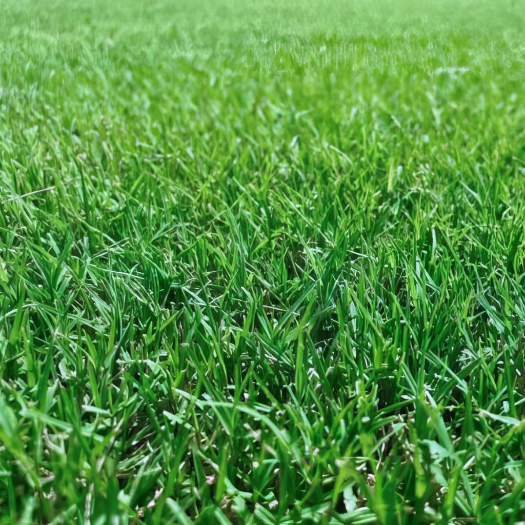 Close-up view of Tiftuf Bermuda grass showcasing its dense texture and vibrant green color